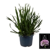 Allium Millenium
