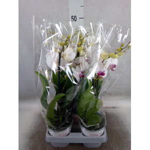 Phalaenopsis   ...white