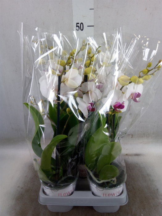 <h4>Phalaenopsis   ...white</h4>