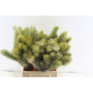 Kaaps Adenanthos