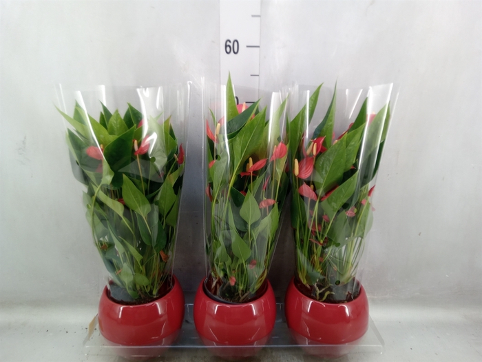 <h4>Anthurium andr. 'Mill Flowers Red'</h4>