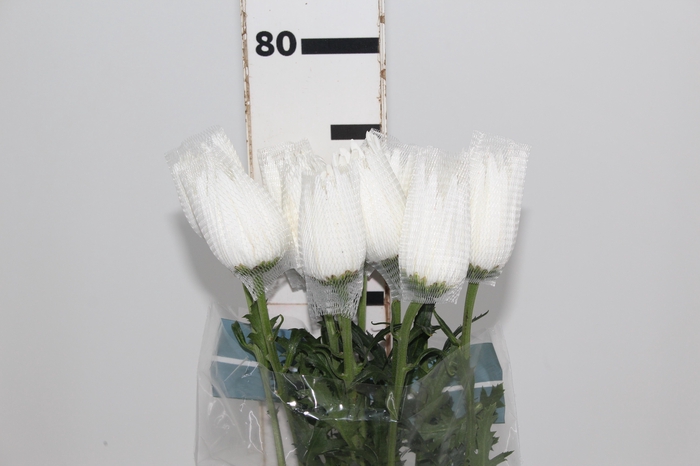 ANASTASIA HERRERA 080 CM BRANCO