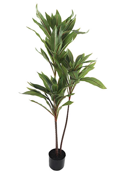 <h4>Dracaena Pot</h4>