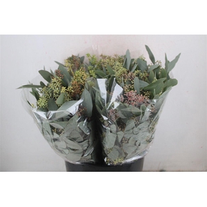 Euca Populus Berry Short 150gr P Bunch