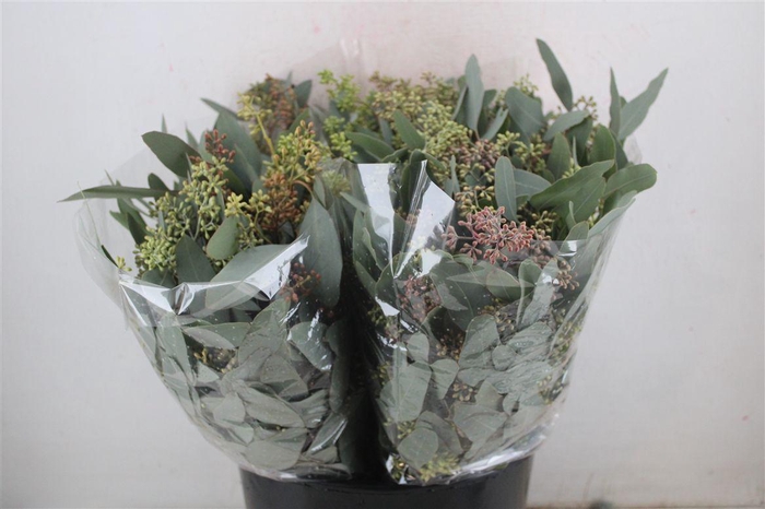 <h4>Euca Populus Berry Short 150gr P Bunch</h4>