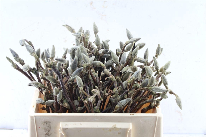 <h4>Magnolia Grandiflora Dried</h4>