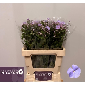 PHLOX P BUTTERFLY