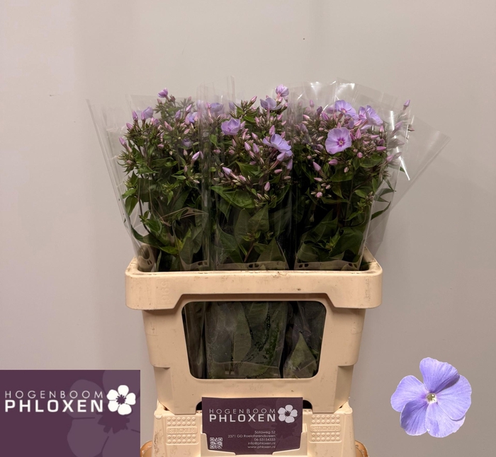 <h4>PHLOX P BUTTERFLY</h4>
