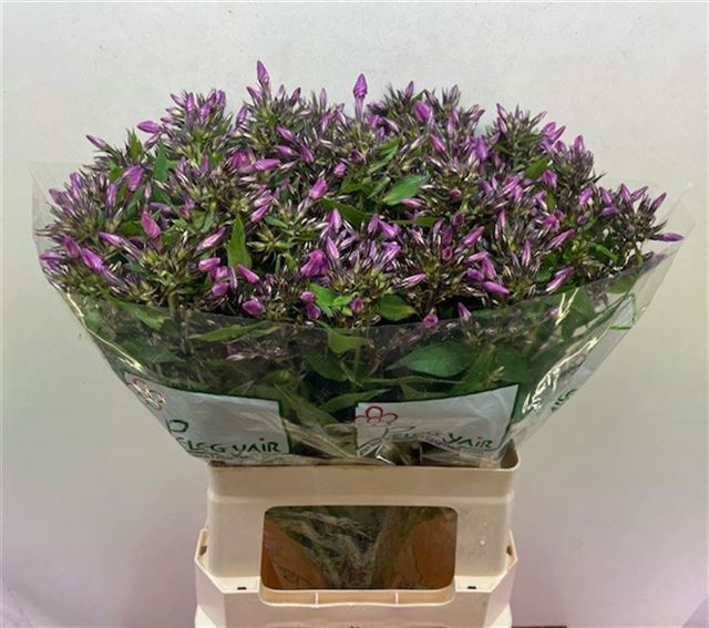 <h4>PHLOX P LOLLIPINK</h4>