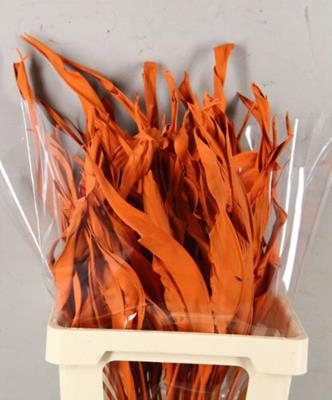 <h4>Df Strelitzia Leaf Orange</h4>