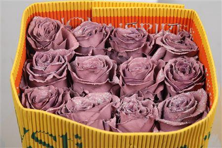 <h4>R Gr Blush Ec</h4>