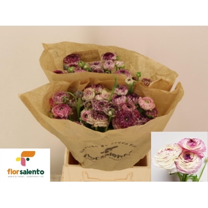 RAN EL WHITE STRIPES