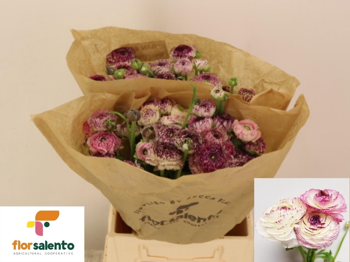 <h4>RAN EL WHITE STRIPES</h4>