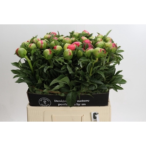Paeonia Coral Sunset