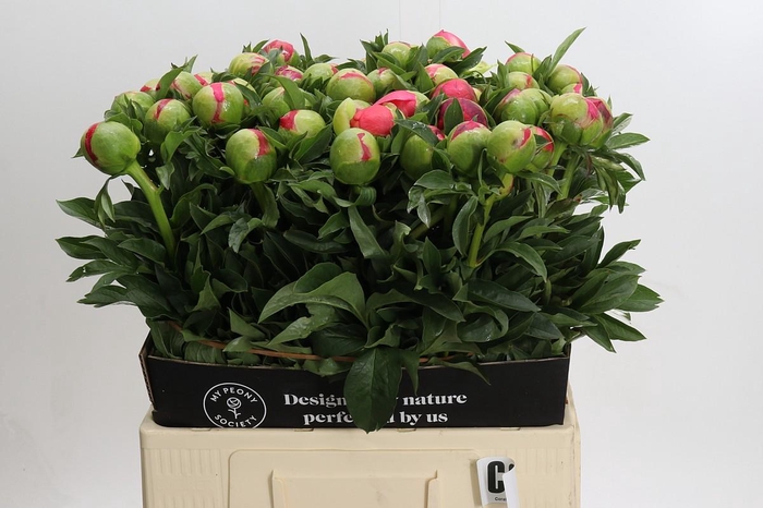<h4>Paeonia Coral Sunset</h4>