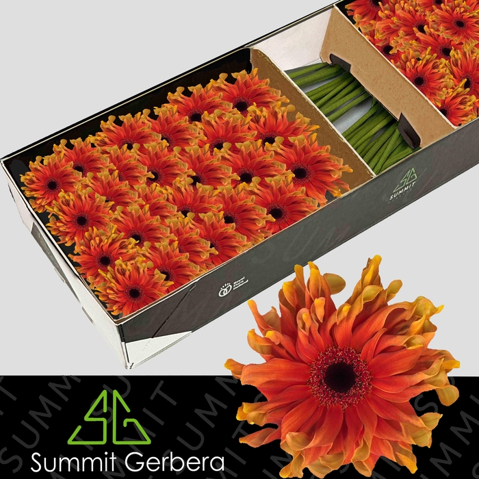 <h4>Gerbera Pasta Caprese Doos</h4>