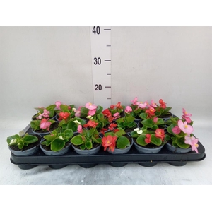 Begonia semp. 'Volumia Pink'
