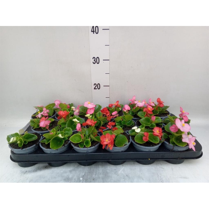 <h4>Begonia semp. 'Volumia Pink'</h4>