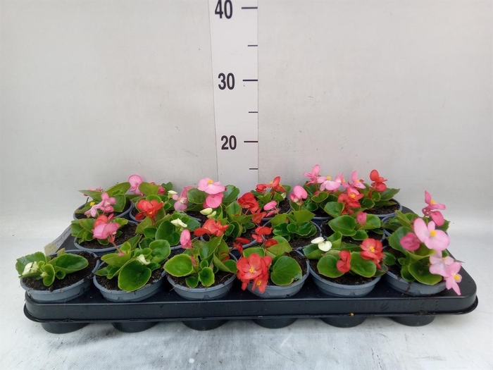 Begonia semp. 'Volumia Pink'