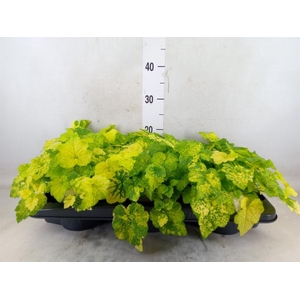 Tolmiea menziesii   ...variegated