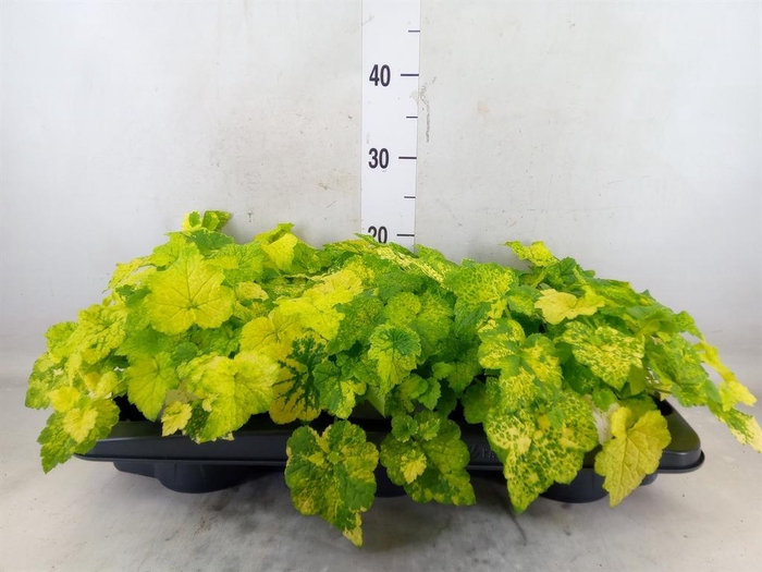 <h4>Tolmiea menziesii   ...variegated</h4>