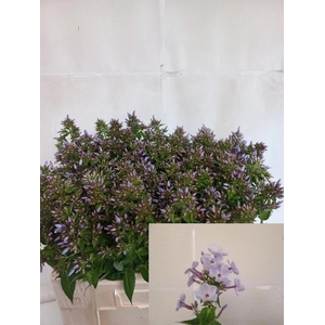 Phlox P Miss Lolita
