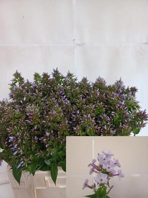 <h4>Phlox P Miss Lolita</h4>