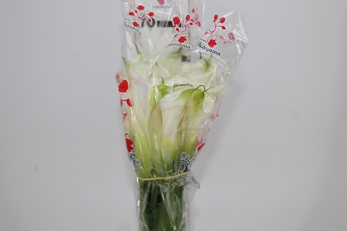 <h4>COPO DE LEITE BRANCO 070 CM</h4>