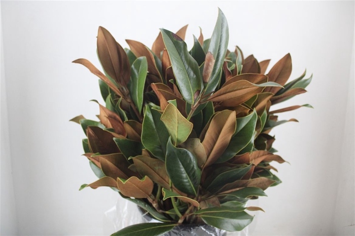 <h4>Magnolia P Bunch</h4>