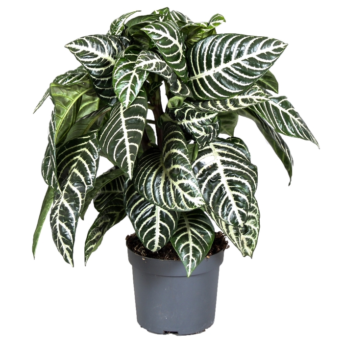 <h4>Aphelandra Sq Green</h4>