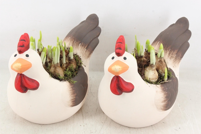 <h4>arr4 Narcis PL - Keramiek kip 285/6</h4>