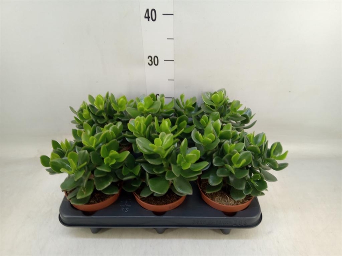 <h4>Crassula  'Hulk'</h4>