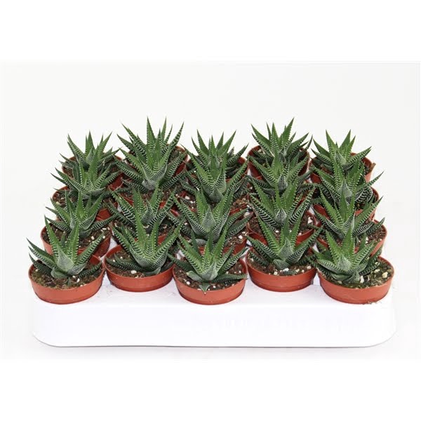 <h4>Haworthia Fasciata</h4>