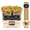 Eus E Falda Apricot X5