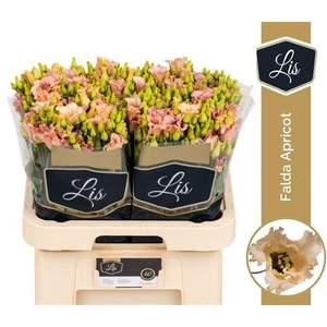 EUS E FALDA APRICOT