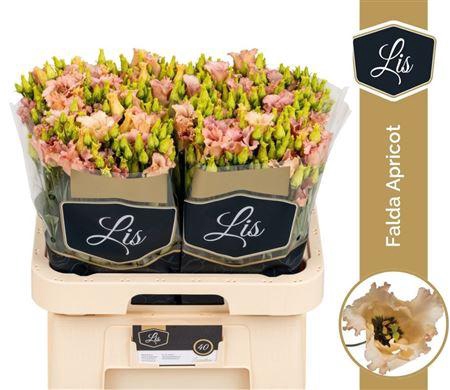 <h4>EUS E FALDA APRICOT</h4>