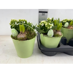 arr4 Hyacint MB - Harspotje taps x4