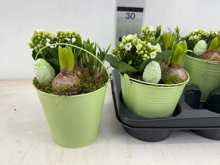 <h4>arr4 Hyacint MB - Harspotje taps x4</h4>