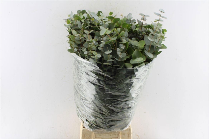 <h4>EUC CINEREA PER BOS</h4>