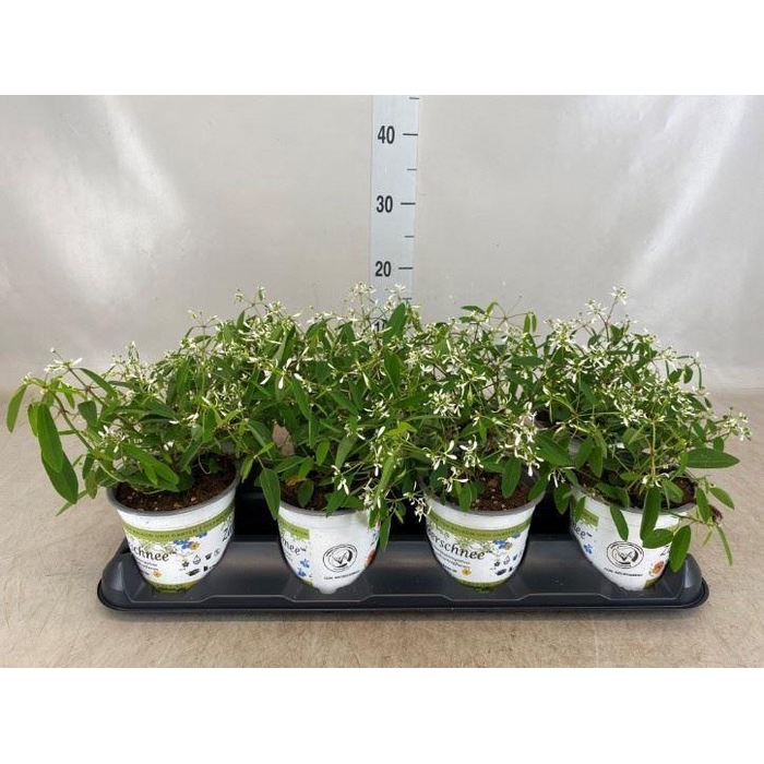 <h4>Euphorbia hyperic. 'Diamond Frost'</h4>