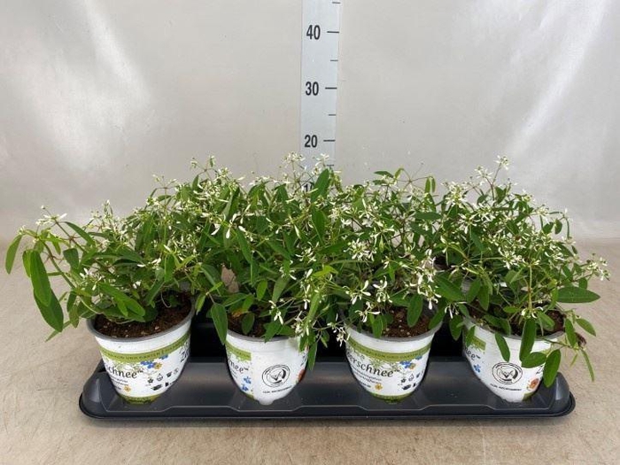 <h4>Euphorbia hyperic. 'Diamond Frost'</h4>