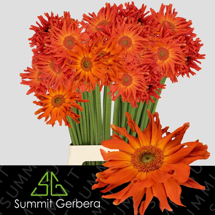 <h4>Gerbera Pasta Marinara Water X40 Lang</h4>