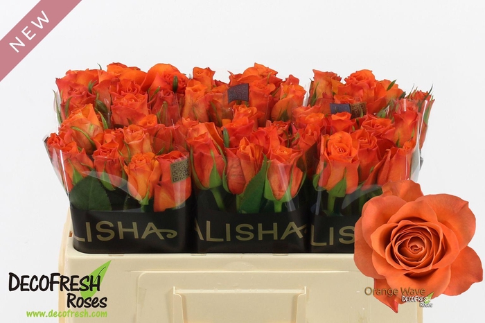 <h4>R Gr Orange Wave</h4>