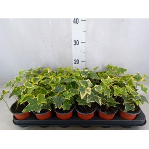 Hedera helix 'Goldchild'