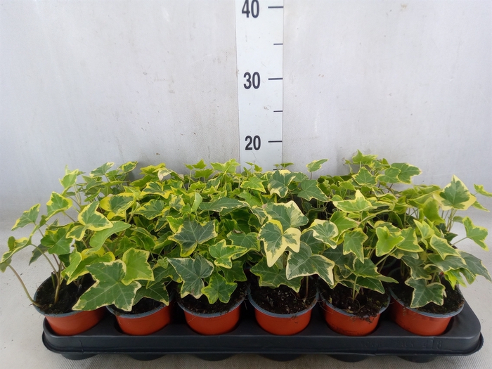 <h4>Hedera helix 'Goldchild'</h4>