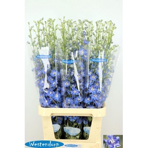 Delph El Du Kissi Ocean Blue