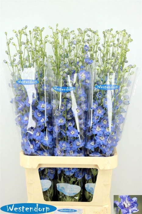 <h4>Delph El Du Kissi Ocean Blue</h4>