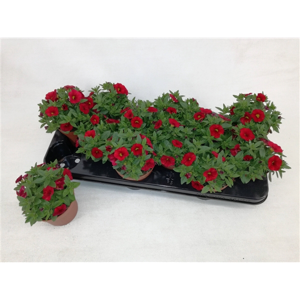 <h4>Calibrachoa Cabaret Bright Red</h4>