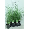 Miscanthus Sin Stric