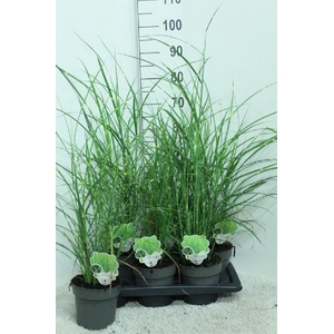 Miscanthus Sin Stric